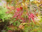 acerp-seiryu02_251008a.jpg