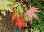 acerp-rainbow01_251008a.jpg