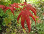 acerp-Starfish_251008a.jpg