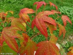 acer-sinense-01_251008a.jpg