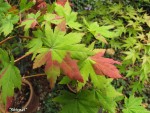 acershir-shirpal_251008a.jpg
