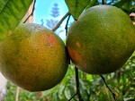 pomelo a chair rose.jpg