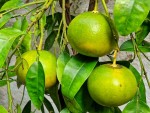 pomelo jaune.jpg