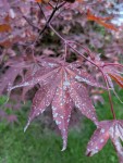 PXL_20251010_062007903.jpg