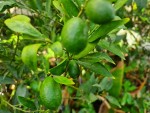 kumquat.jpg