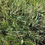 Herbe1.jpg