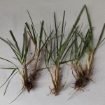 Herbe2.jpg