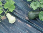 ob_b68db5_sucrine-vs-butternut.jpg