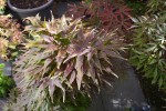 Mikawa2809251.JPG