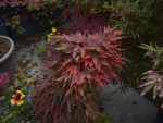 Mikawa1510252.JPG