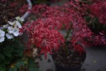 Kamagata1510252.JPG
