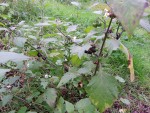 Plante inconnue 00.JPG