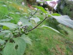 Plante inconnue 01.JPG