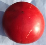 Tomate inconnue 3 .jpg