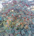 cotoneaster lacteus 2.jpg