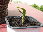 PICT0002.JPG