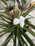 tillandsia blanc.jpg