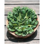 CHOU CHINOIS TATSOI .jpg