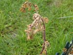 DSC02738.JPG