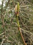 acer-laevigatum02_260206a.jpg
