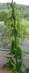 voici la plante en question