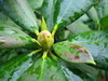NonIdentifiée(2008_03_24)_16_redimensionner_redimensionner.JPG