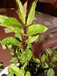 menthe.jpg