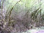 P1010002bis.JPG