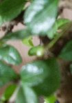 Bourgeons de fleurs