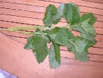 DSCF9864.JPG
