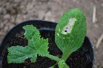 Plant courgette.jpg
