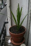 img_0334_.jpg