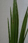 img_0335_.jpg