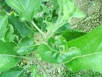 DSC00121r.jpg
