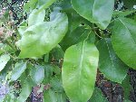 DSC00126r.jpg