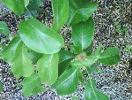 DSC00130r.jpg