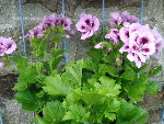 geranium.jpg