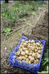 gwel29_1633 patates nouvelles 24-4.jpg