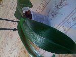 Orchidée isa 2....jpg