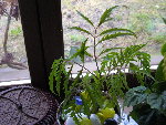 plante richard.jpg
