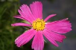 jama-FLEUR.JPG