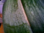 Orchidée isa 0 red.jpg