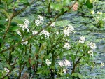 DSC09837.jpg