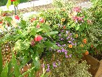 DSCN5288b.jpg