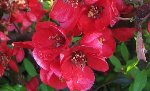 Quel est cet arburse à fleurs rouge?