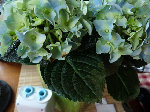 hortensia 2.jpg