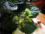 hortensia 3.jpg