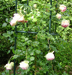 DSC00928 - Copie.JPG