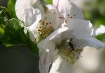 Au jardin 010 drôle de bête.jpg