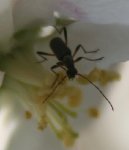 Au jardin 010drôle de bête 2.jpg